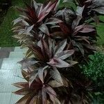 Cordyline australisYaprak