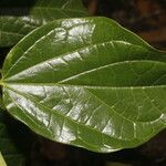 Piper multiplinervium Leaf