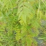 Sorbaria kirilowii পাতা