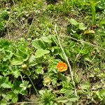 Potentilla argyrophylla Natur