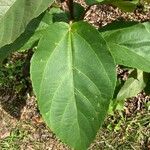 Ficus mauritiana Liść