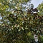 Clerodendrum quadriloculare Fulla