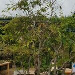 Carpinus japonica ശീലം