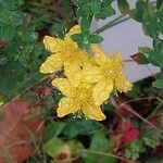 Hypericum maculatum Virág