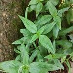 Spigelia anthelmia Blad