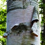 Betula ermanii Corteccia