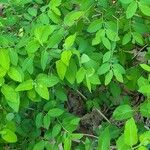 Lonicera morrowii Лист