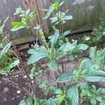 Clethra alnifolia Blad