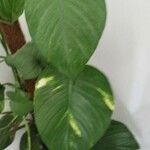 Epipremnum aureum Hoja