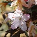 Rhododendron pubescens Flor