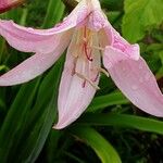 Amaryllis belladonna Floare