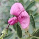 Lathyrus tuberosus Květ