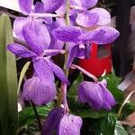 Vanda coerulea Λουλούδι