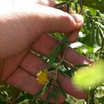 Acacia nilotica 花