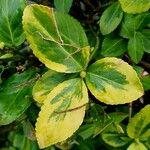 Euonymus fortunei ഇല