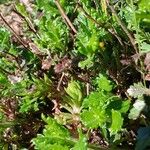 Teucrium chamaedrys Leaf