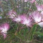 Calliandra brevipes Kwiat