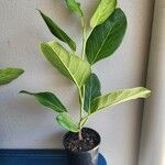 Ficus benghalensis その他の提案