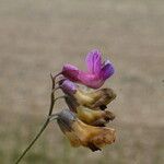 Lathyrus niger Kvet