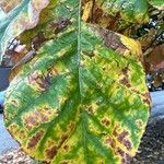 Quercus bicolor Folio