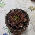 Echeveria affinisഇല