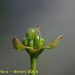 Caldesia parnassifolia Gyümölcs