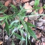 Strigosella africana Φύλλο