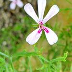 Pelargonium laevigatum Lorea