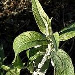 Buddleja globosa पत्ता