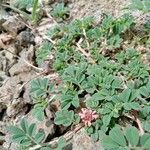 Indigofera tsiangiana Leaf