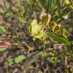 Trichodesma marsabiticum Fruit