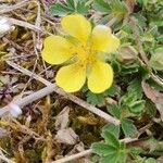 Potentilla verna Blüte