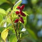 Agarista salicifolia Flower