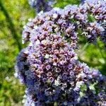 Limonium sinuatumBlüte