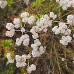 Eriogonum fasciculatum Ліст