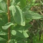 Spiraea douglasii Blad