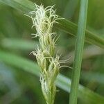 Carex pairae Frugt