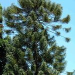 Araucaria bidwillii Habitus