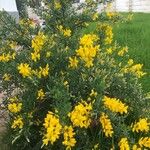 Genista monspessulanaLeaf