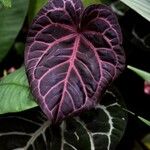 Anthurium crystallinum List