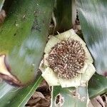 Bromelia karatas পাতা