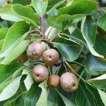 Pyrus pashiaFruit