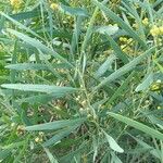 Acacia retinodes Blatt