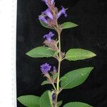 Strobilanthes tomentosa Buveinė