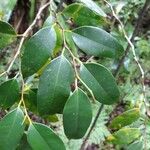 Maillardia borbonica List