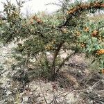 Pyracantha angustifolia Ffrwyth