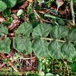 Pimpinella lutea Leaf