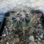 Echinocactus texensis 葉