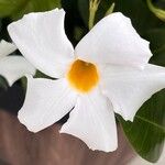 Mandevilla boliviensis Flower