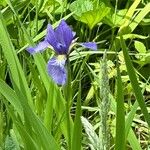 Iris versicolorFlors